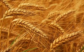 wheat photo